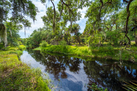 Florida jungle rainforest with river between green palm trees and wild vegetation. Dense tropical forest ecosystemの写真素材