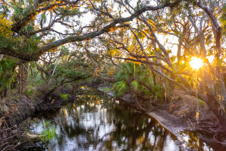 Florida wetlands nature. Jungles with palm trees and tropical vegetation in southern USAの写真素材