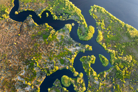 Florida wetlands nature. Tropical vegetation in southern USAの写真素材