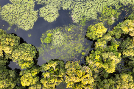 Florida wetlands with water between green wild vegetation. Tropical ecosystem at sunset.の写真素材
