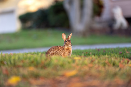 Grey small hare eating grass on Florida backyard. Wild rabbit in nature.の写真素材