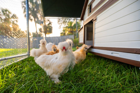 Happy chicks sustainably raised in free range chicken coop. Domestic chicken on small backyard farm.の写真素材