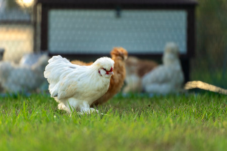 Keeping domestic chicken in free range on home backyard. Poultry grazing on green grass in suburban garden.の写真素材