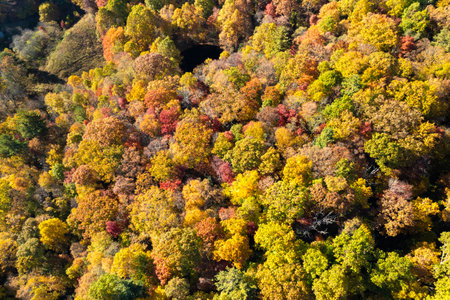 Landscape of woods nature in fall season. Colorful forest with yellow canopies in autumnの写真素材