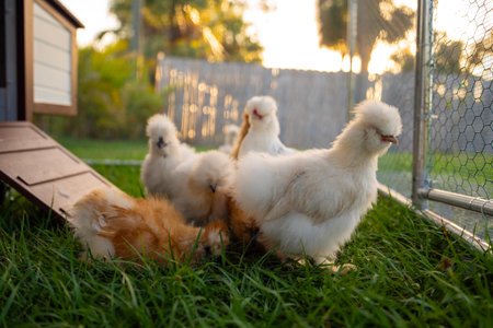 Silkie chicks in free range chicken coop. Poultry hen house with green grass in backyard gardenの写真素材