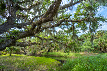 Wild tropical nature with dense green rainforest. Florida jungles with palm trees, wetland river and vegetation in southern USAの写真素材