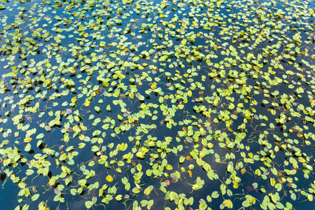 Amazing Florida nature. Swamp lake with floating water lilies in southern tropical wetlandsの写真素材