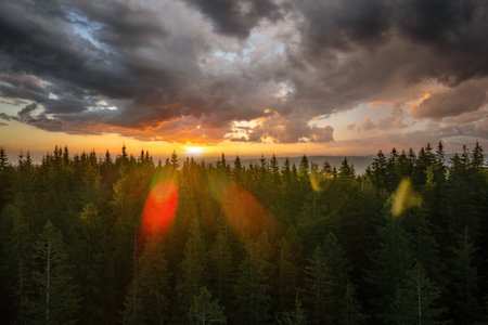 Colorful sunset in wild mountains. Dark pine forest illuminated with bright setting sun. Beautiful...