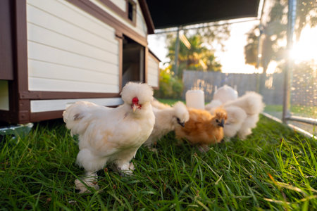 Domestic chicken in small backyard chicken coop. Silkie chicks sustainably raised in free range conditionsの写真素材