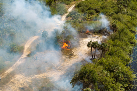 Fire and smoke dominate a Florida forest scene during dry season as vegetation fire spreads rapidly across underbrushの写真素材