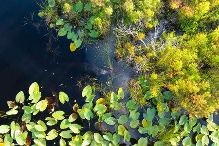 Florida nature. Wetland lake vegetation with lily pads water plantsの写真素材