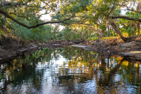 Florida wetlands nature. Jungles with palm trees and tropical vegetation in southern USAの写真素材