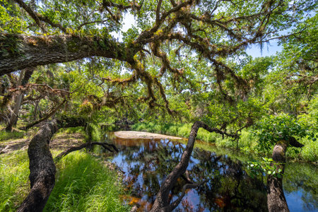 Florida wetlands nature. Jungles with palm trees and tropical vegetation in southern USAの写真素材
