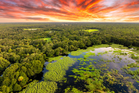 Florida wetlands with water between green wild vegetation. Tropical ecosystem at sunsetの写真素材