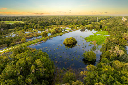 Florida wetlands with water between green wild vegetation. Tropical ecosystem at sunsetの写真素材