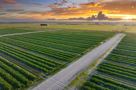 Green farmland landscape in summer season with growing crops. Agricultural cultivated field. Farming and agriculture industryの写真素材