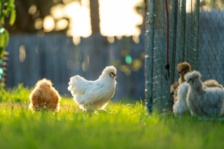 Keeping domestic chicken in free range on home backyard. Poultry grazing on green grass in suburban gardenの写真素材