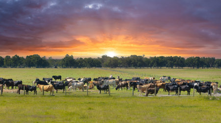 Production of organic dairy products. Milk cows grazing on green farm pasture. Feeding of cattle on farmland grasslandの写真素材
