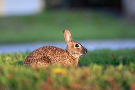 Wild rabbit in nature. Grey small hare eating grass on Florida backyardの写真素材