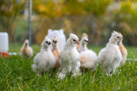 Young chicks in poultry hen house with green grass in backyard gardenの写真素材