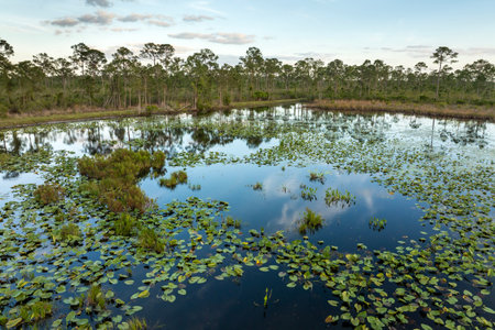 Lake in wetland forest in Florida. Tropical nature in southern climate