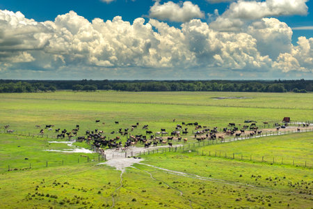 Organic milk and beef production. Free range cows grazing on green farm pasture. Feeding of cattle on farmland grasslandの写真素材