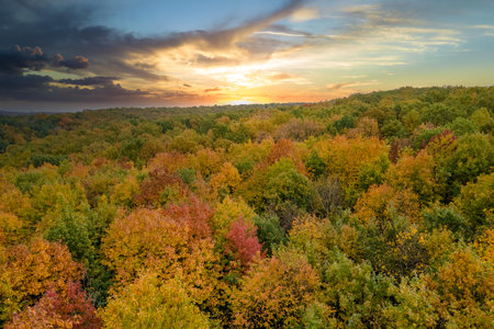 Yellow tree canopies in fall season woods. Colorful lush forest in autumn. Evening landscape of...