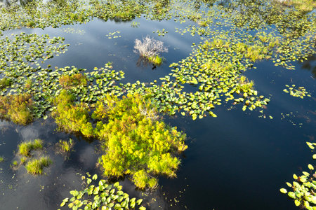 Beautiful nature landscape. Forest lake wildlife in Florida