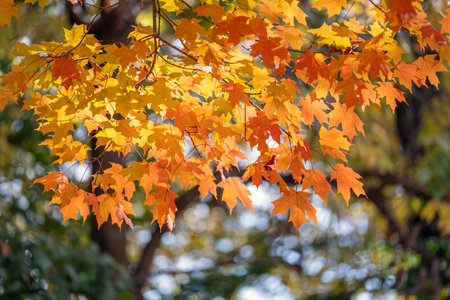 Canopies of yellow forest trees in autumn season. Colorful fall vegetation