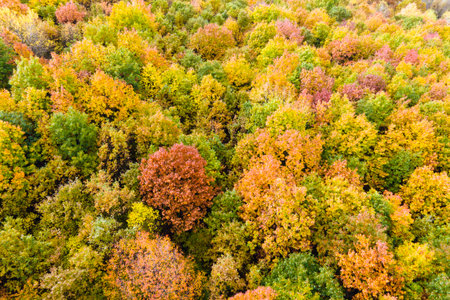 Colorful lush forest in autumn season. Tree canopies in fall woods. Landscape of autumnal wild...