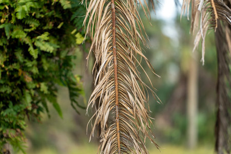 Dead palm tree with dry branches on Florida home backyard. Tree removal conceptの写真素材