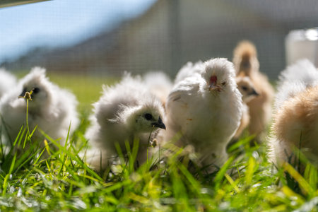 Keeping domestic chicken in free range chicken coop on home backyard. Poultry hen house with green grass in suburban gardenの写真素材
