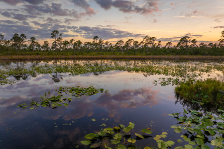 Sunset over forest lake water with floating lily pads in southern tropical wetlands. Amazing Florida natureの写真素材