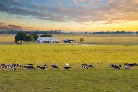 Cattle grazing on farmland pasture near farmers home. Production of organic dairy products. Milk cows feeding on green farm grasslandの写真素材