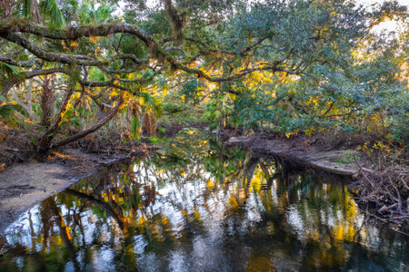 Florida subtropical jungles with green palm trees, river and wild vegetation in southern USA. Dense rainforest ecosystemの写真素材