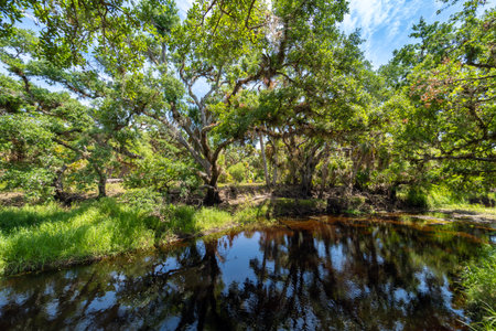 Florida subtropical jungles with green palm trees, river and wild vegetation in southern USA. Dense rainforest ecosystemの写真素材