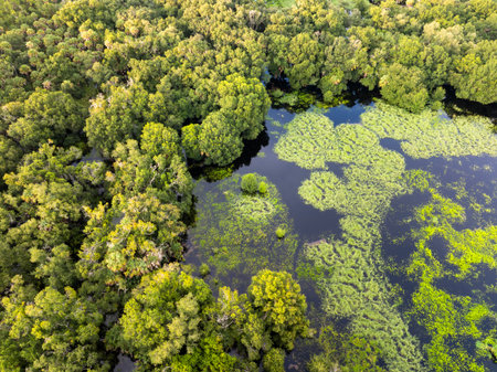 Florida wetlands with water between green wild vegetation. Tropical ecosystem at sunset