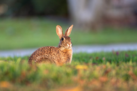Wild rabbit in nature. Grey small hare eating grass on Florida backyardの写真素材