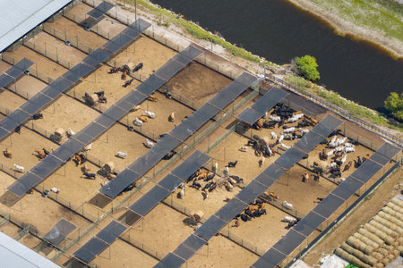 Cow feed lot with meat cows. Cattle stockyard on farm in USA