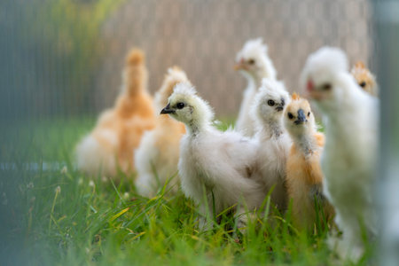 Young chicks in chicken coop with green grass on yard garden. Raising organic chicken on home backyardの写真素材