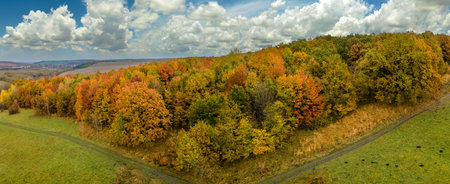 Offroad trail through colorful lush forest in autumn season. Tree canopies in fall woods. Landscape of autumnal wild natureの写真素材
