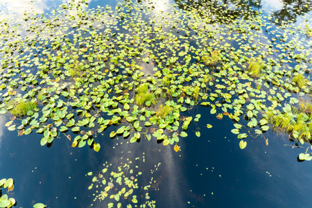 Sunny landscape in wetland forest. Beautiful lake natureの写真素材