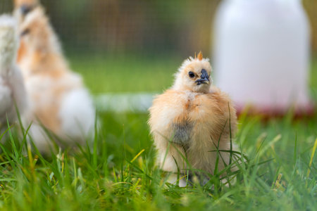 Silkie chicks in free range chicken coop. Poultry hen house with green grass in backyard garden