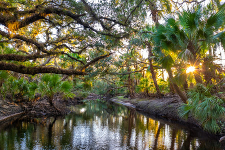 Florida wetlands nature. Jungles with palm trees and tropical vegetation in southern USAの写真素材