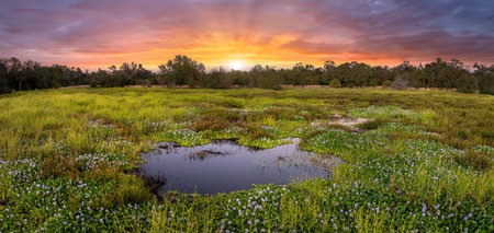 Tropical wetland ecosystem. Florida fresh water lake and wild vegetation in southern USA