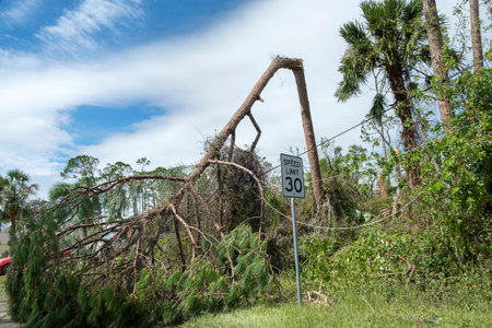 Fallen down tree after hurricane in Florida. Consequences of natural disasterの写真素材