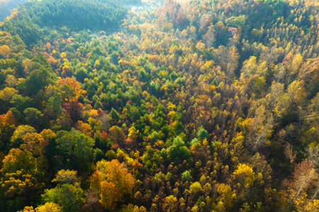 Lush forest in fall season. Colorful canopies in autumn woods on sunny day. Landscape of autumnal...