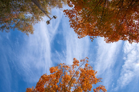 Beautiful autumn landscape in Tennessee mountain forest