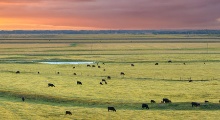 Free range milk cows grazing on farm pasture. Feeding of cattle on farmland grassland