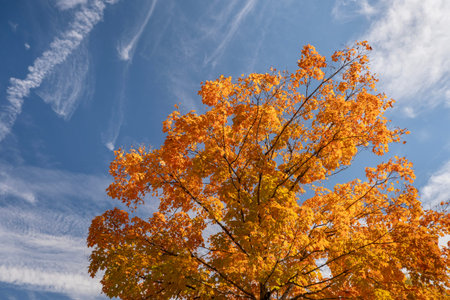 Canopies of yellow forest trees in autumn season. Colorful fall vegetation